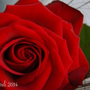 Sant Jordi 2014