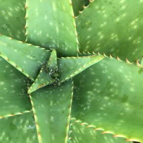 aloe